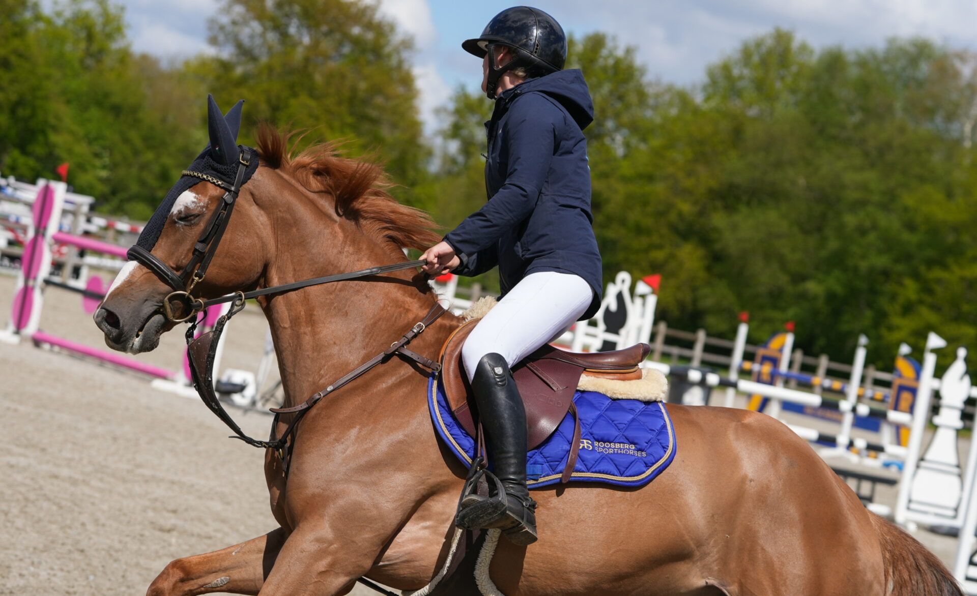Sporthorses